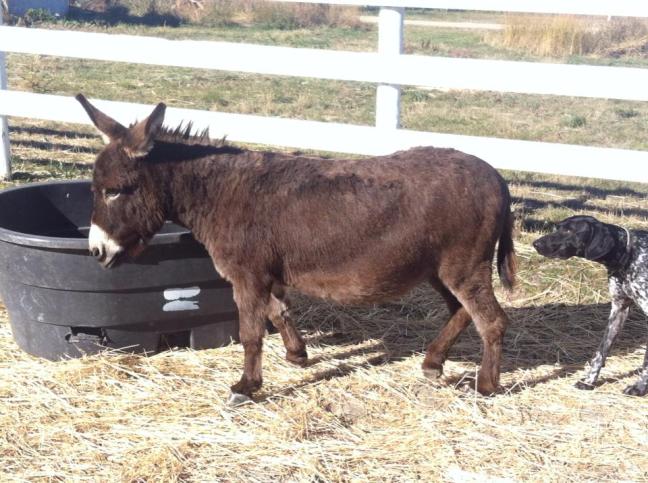 10632601_1480543448892037_8440665118208046685_n