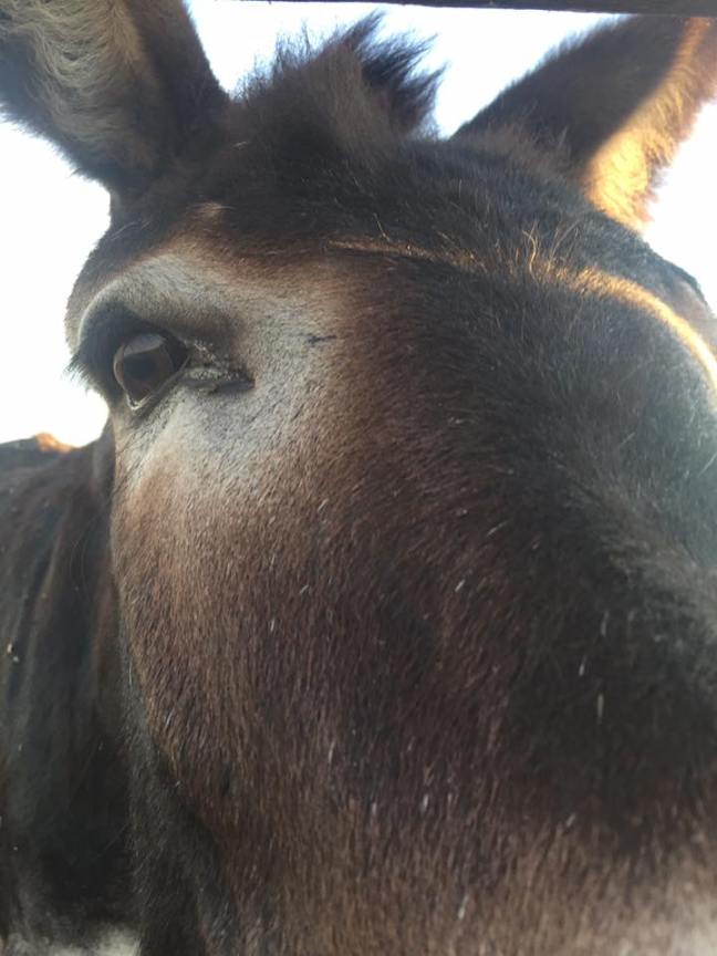 13537676_1735428590070187_4710883555006921373_n