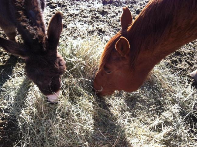 1779166_1532222997057415_4472523359852423867_n