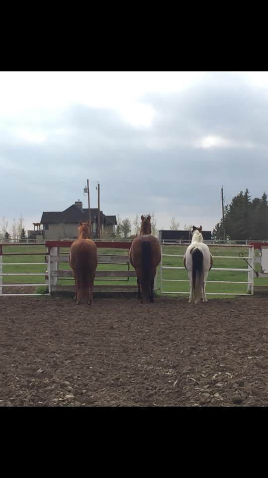 32247236_2085125565100486_3762533647857483776_n